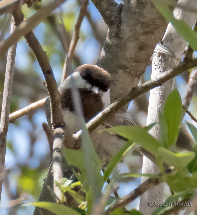 Mésange à dos marron - ML428941591