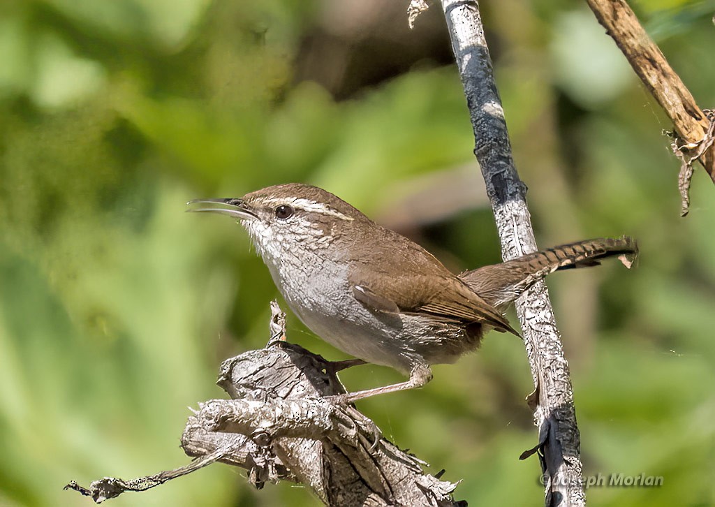 Bewick's Wren - ML428941731