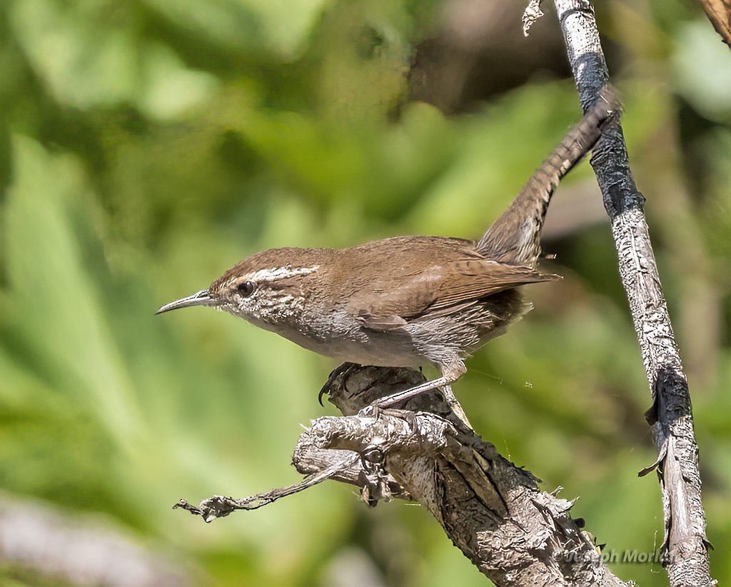 Bewick's Wren - ML428941751