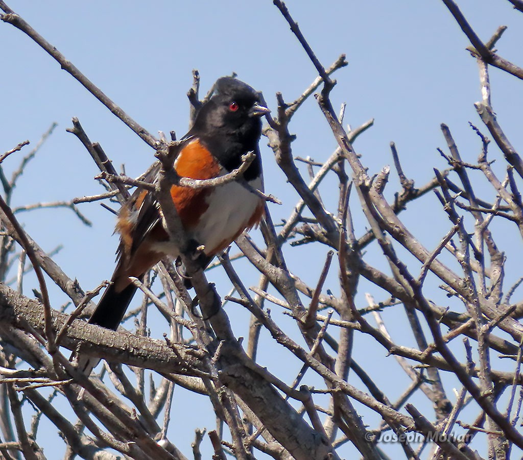 Spotted Towhee - ML428941901