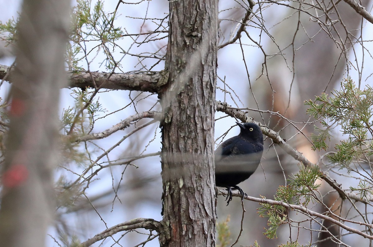 Rusty Blackbird - ML428942441