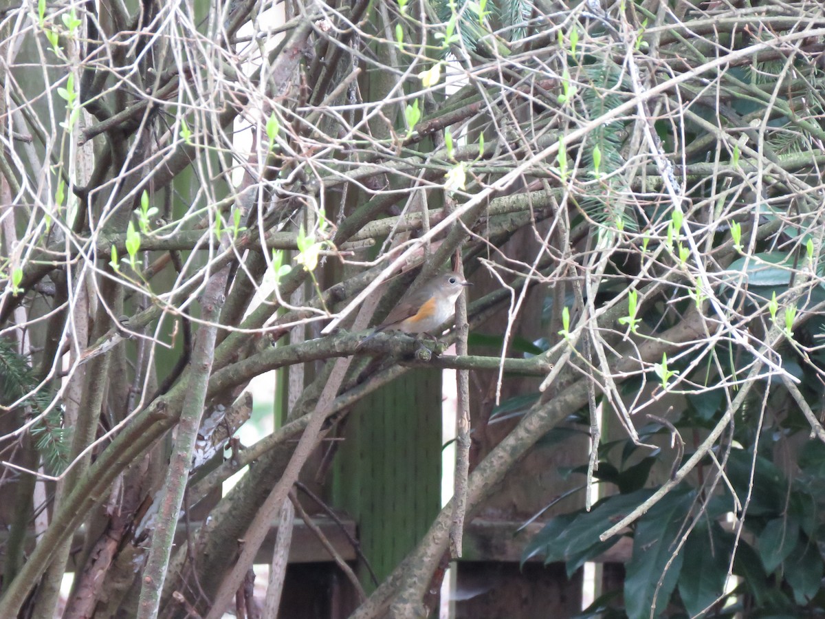 Red-flanked Bluetail - Marcus Hibpshman