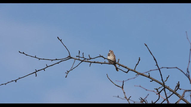 Song Sparrow (melodia/atlantica) - ML428944671