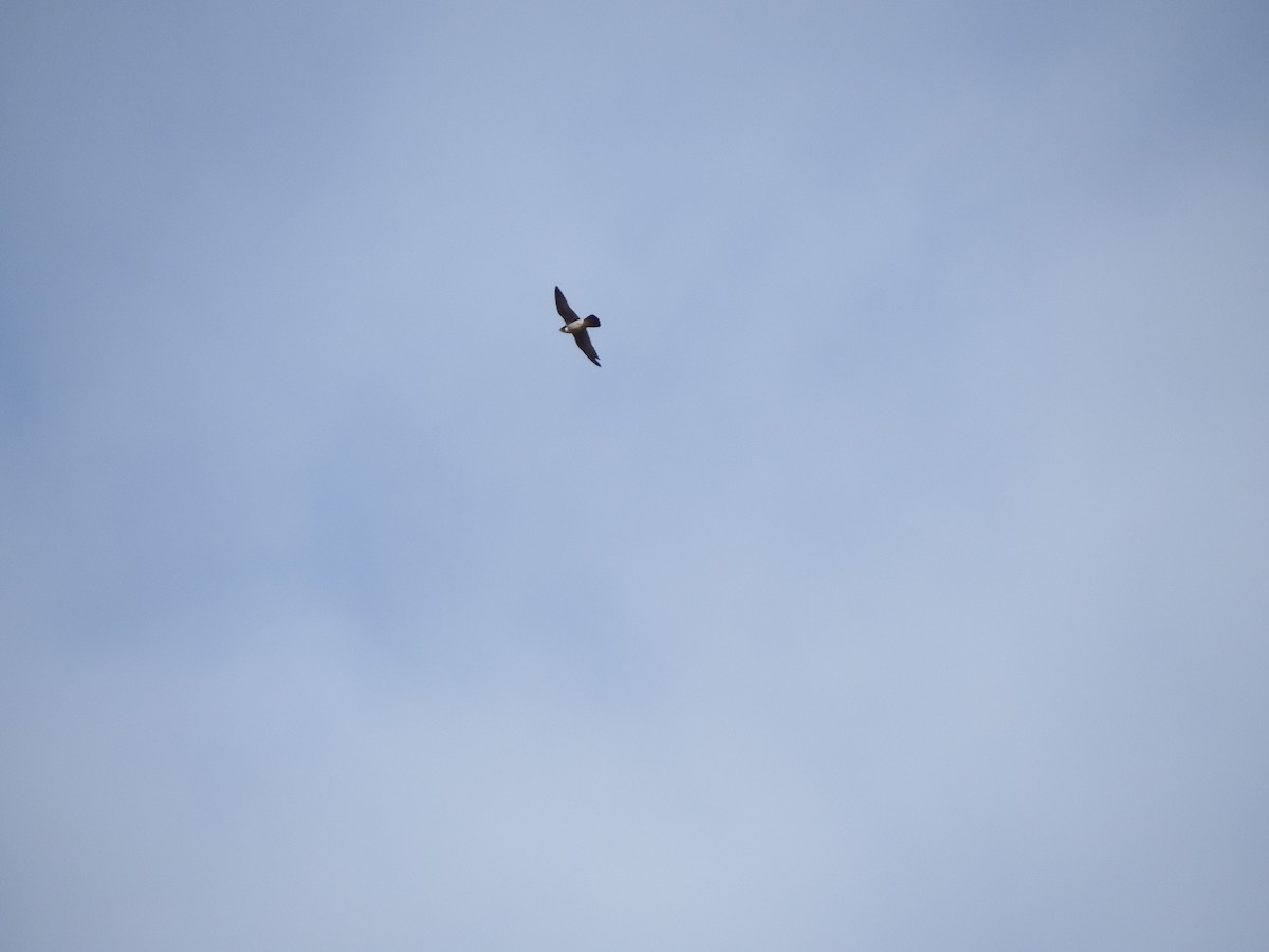 Эгэл шонхор - ML428944871