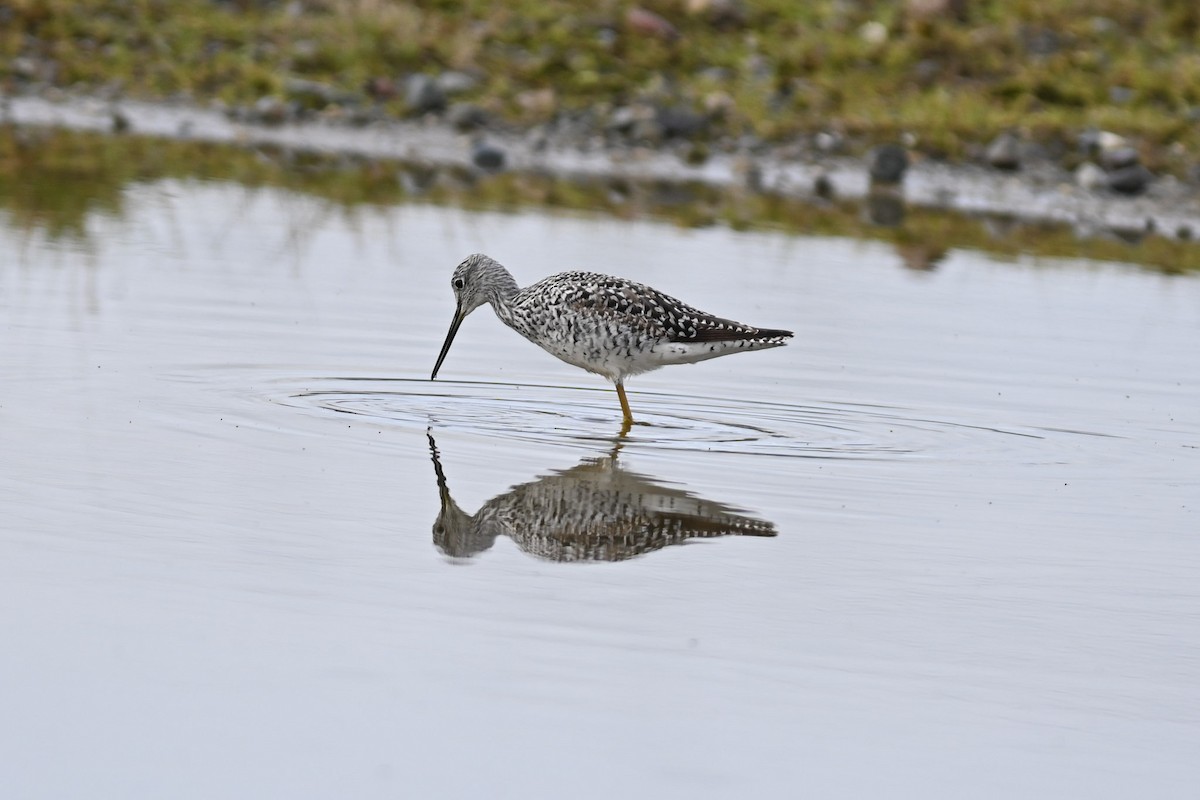 Greater Yellowlegs - Mike Charest