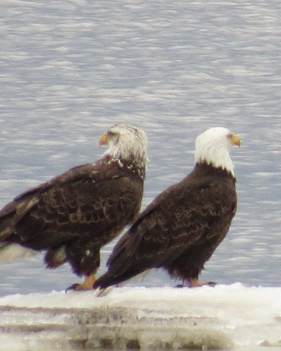 Bald Eagle - ML428949781