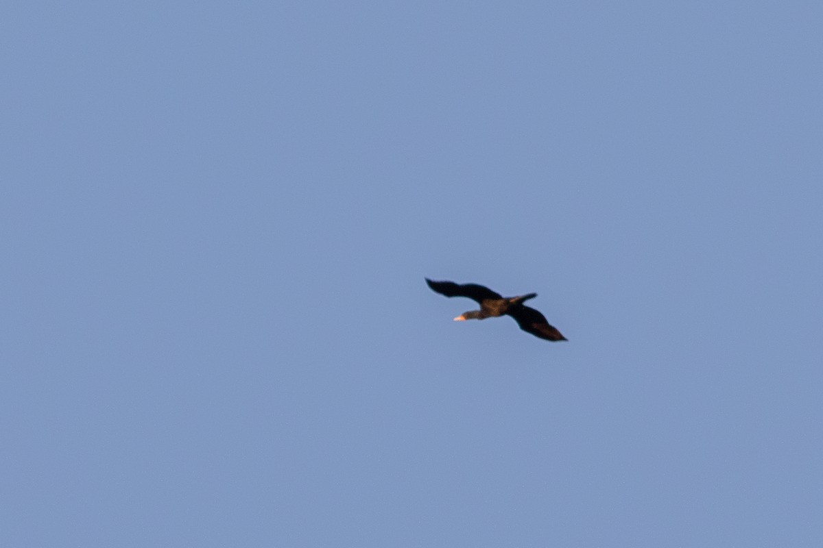 Double-crested Cormorant - ML428950051