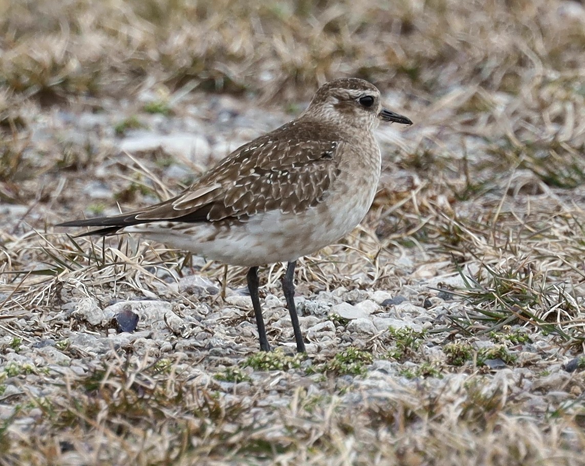 American Golden-Plover - Steven Pitt