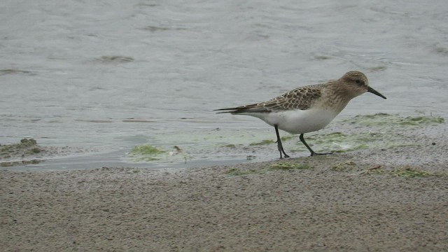 Baird's Sandpiper - ML428954431