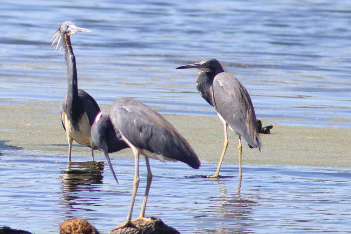 Tricolored Heron - ML428954761