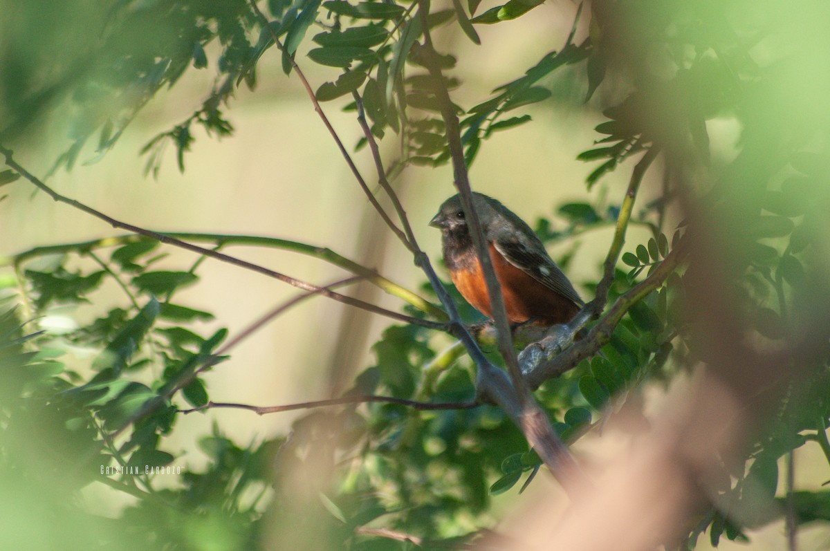 Dark-throated Seedeater - ML428955011