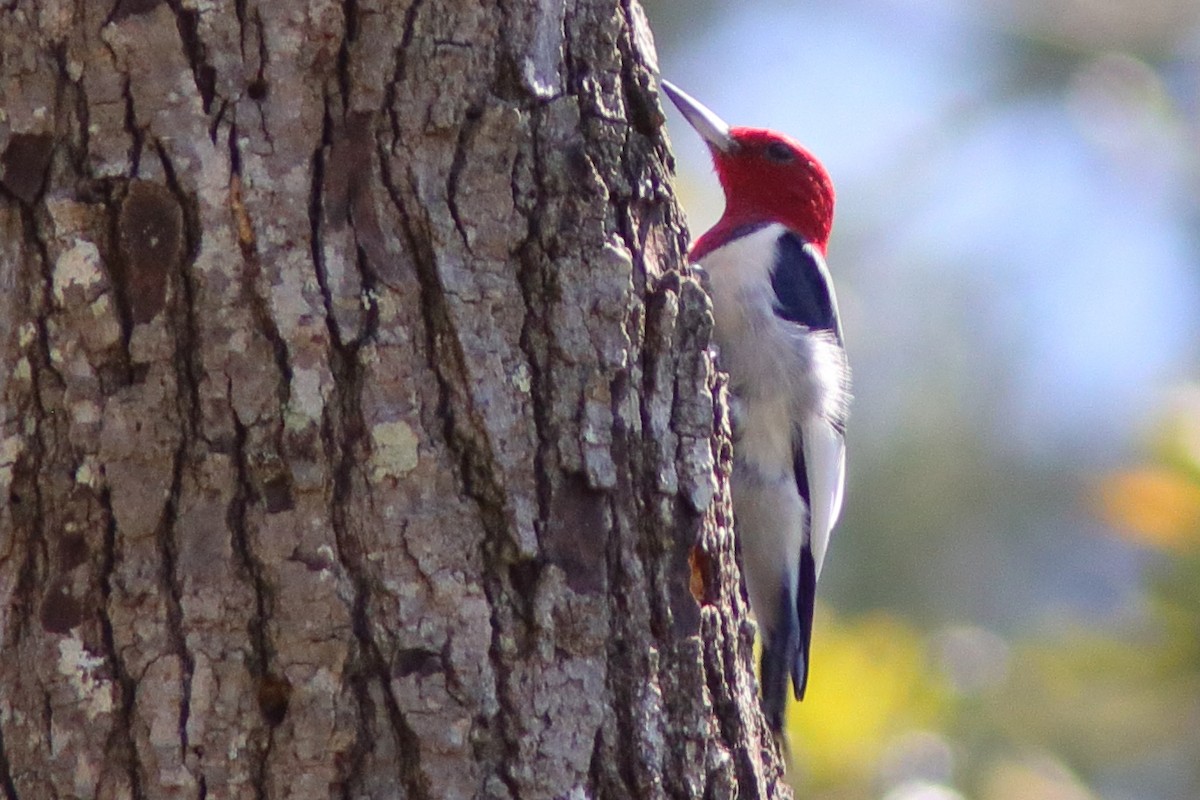 Red-headed Woodpecker - Robert Mercer