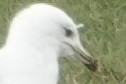 Ring-billed Gull - ML428955661