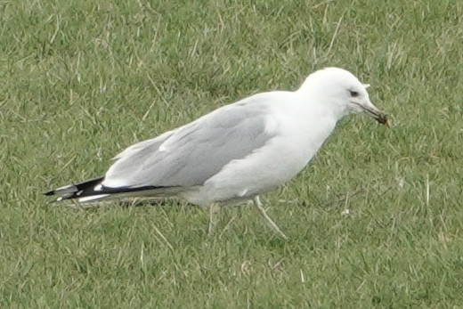 Ring-billed Gull - ML428955671