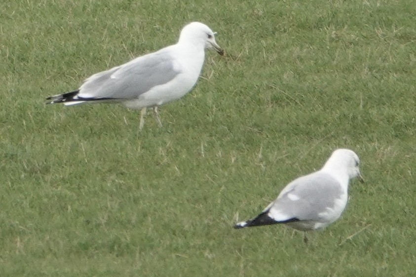 Ring-billed Gull - ML428955681