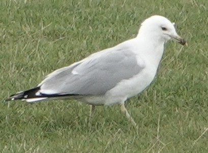 Ring-billed Gull - ML428955701