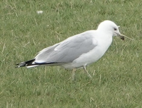 Ring-billed Gull - ML428955711