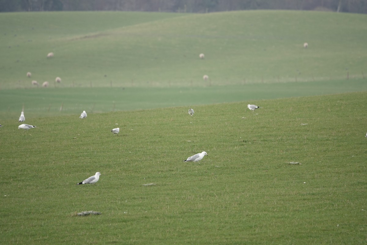 Ring-billed Gull - ML428955801