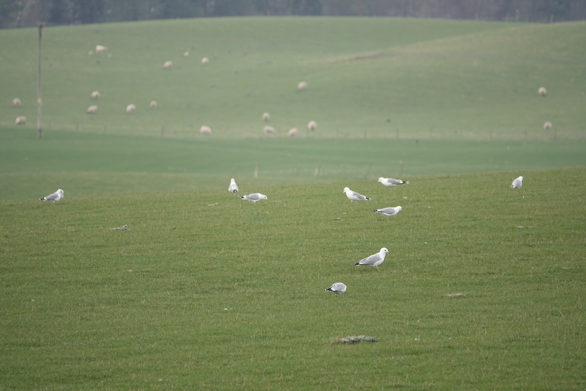 Ring-billed Gull - ML428955851