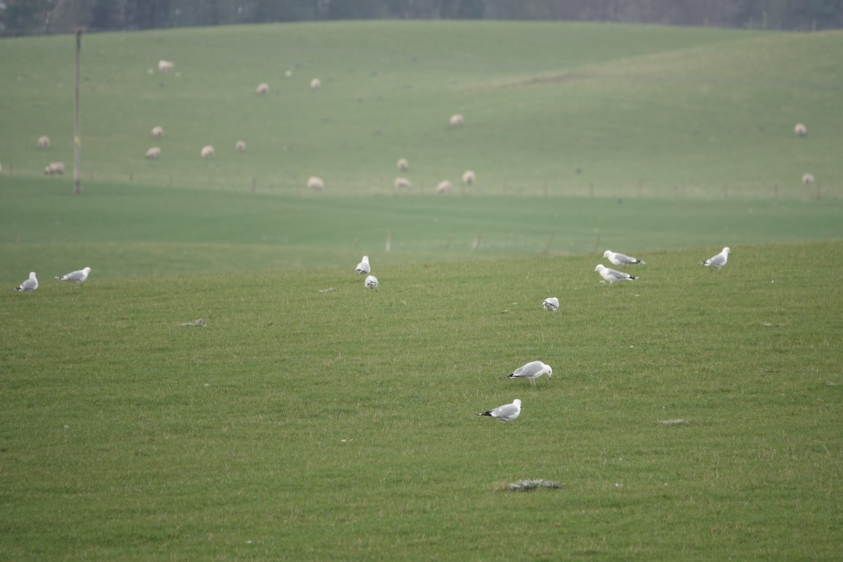 Ring-billed Gull - ML428955861
