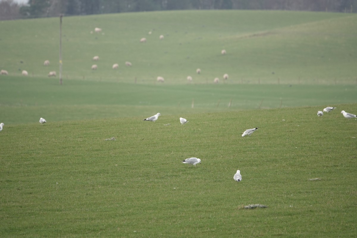Ring-billed Gull - ML428955891