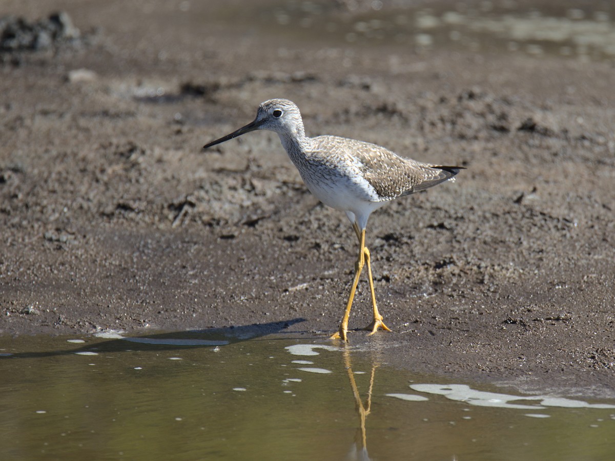 Greater Yellowlegs - ML428957251