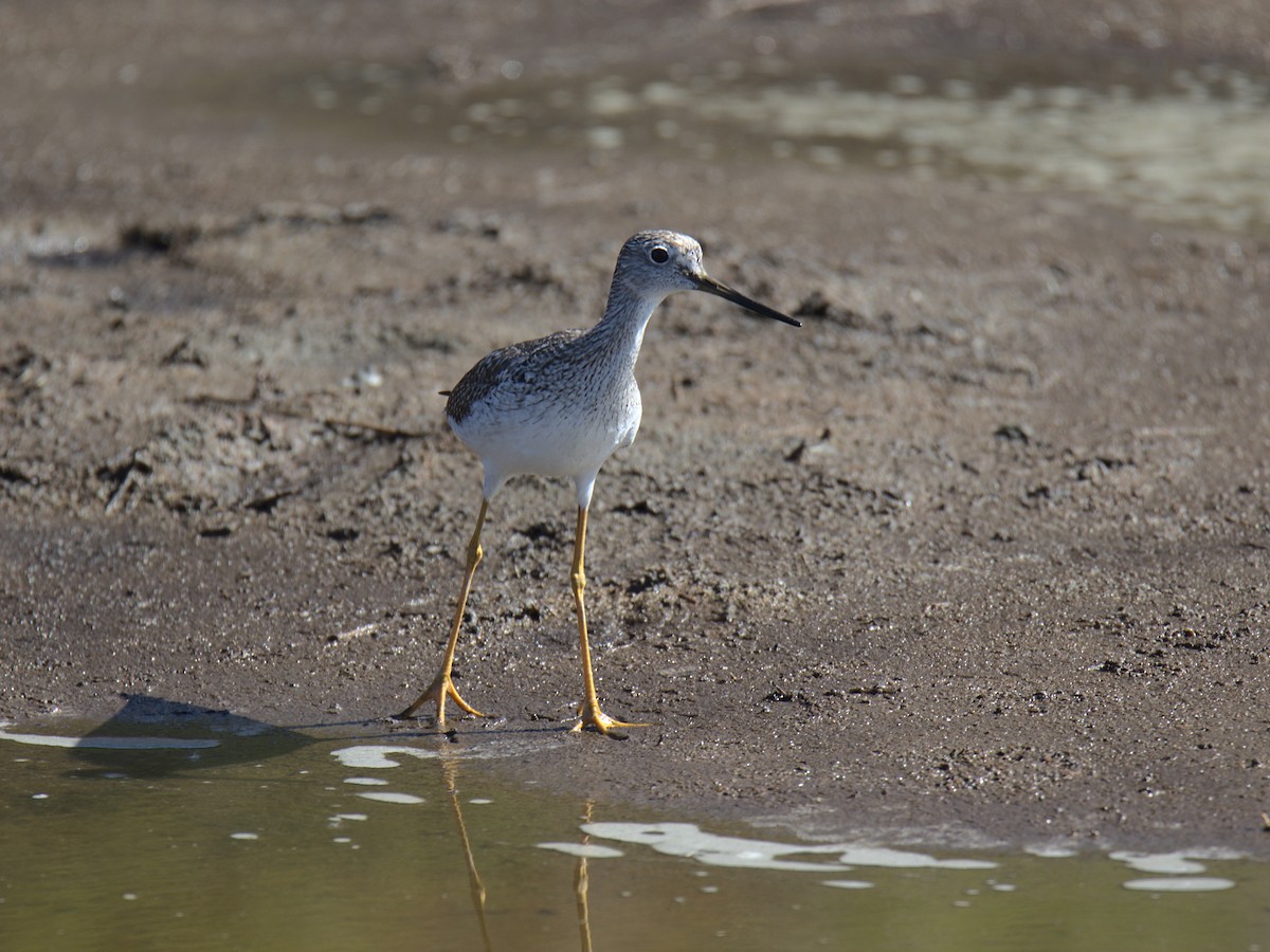 Greater Yellowlegs - ML428957261