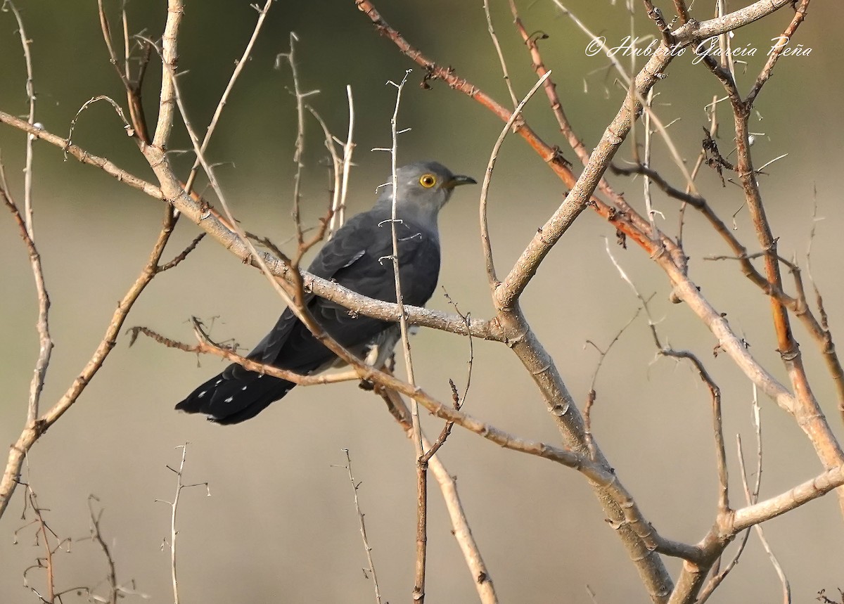 Common Cuckoo - ML428957471