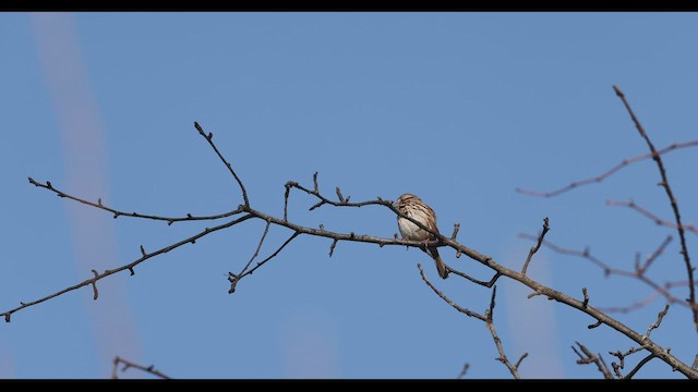 Song Sparrow (melodia/atlantica) - ML428957981