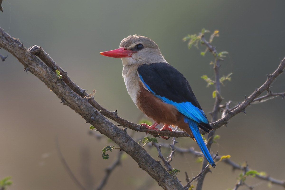 Gray-headed Kingfisher - Jeff Maw