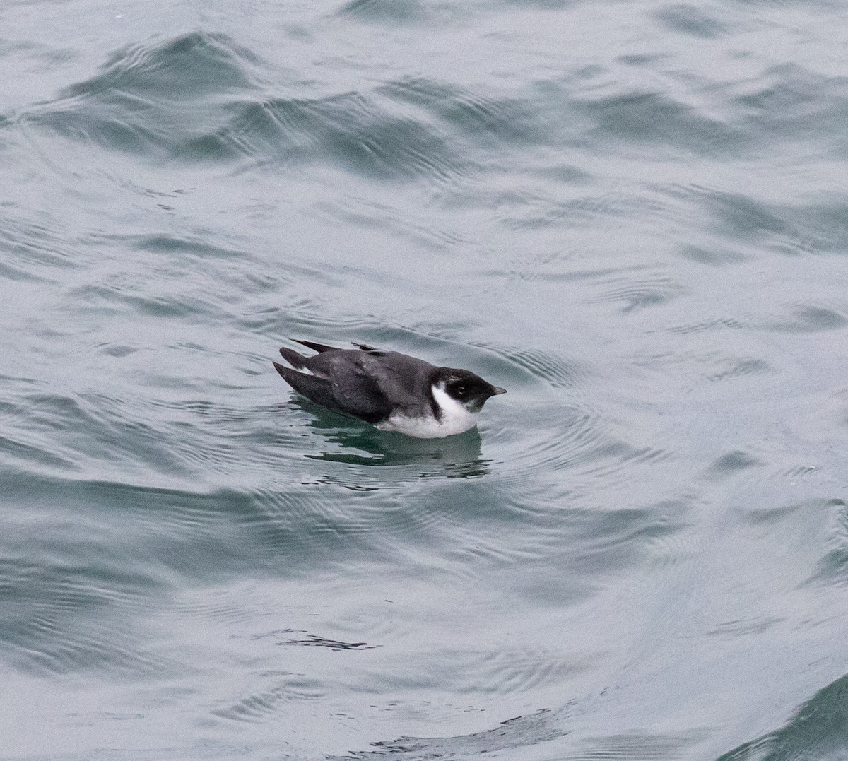 Моржик чорногорлий - ML428959871