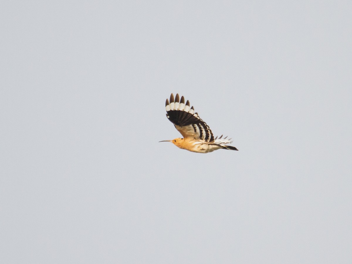 Eurasian Hoopoe - ML428960671