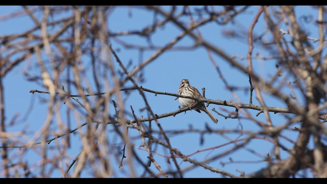 Song Sparrow (melodia/atlantica) - ML428962691