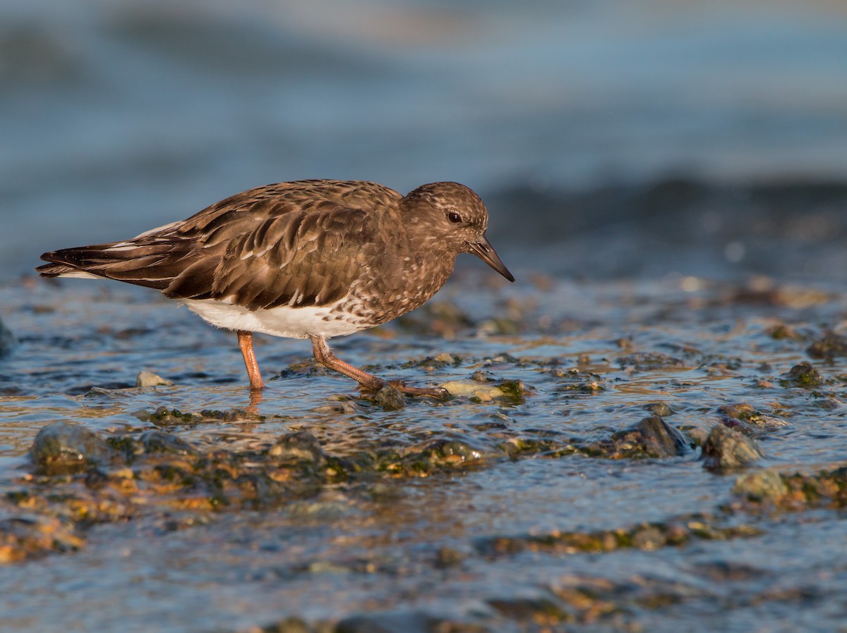 Black Turnstone - ML428962831