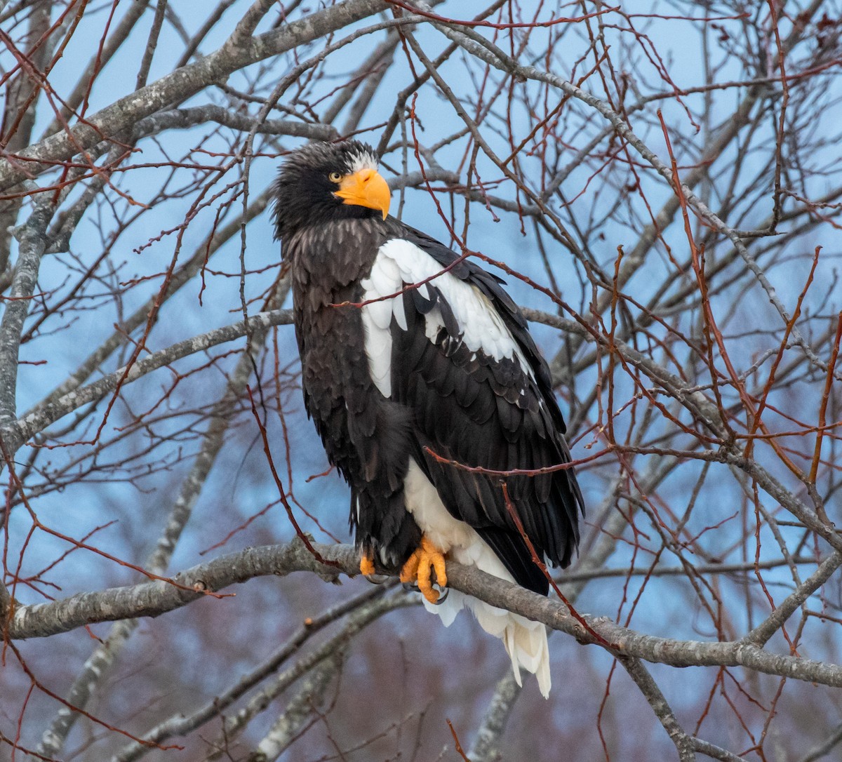 Steller's Sea-Eagle - ML428962911