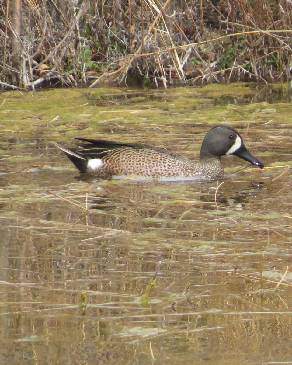 Blue-winged Teal - ML428965451