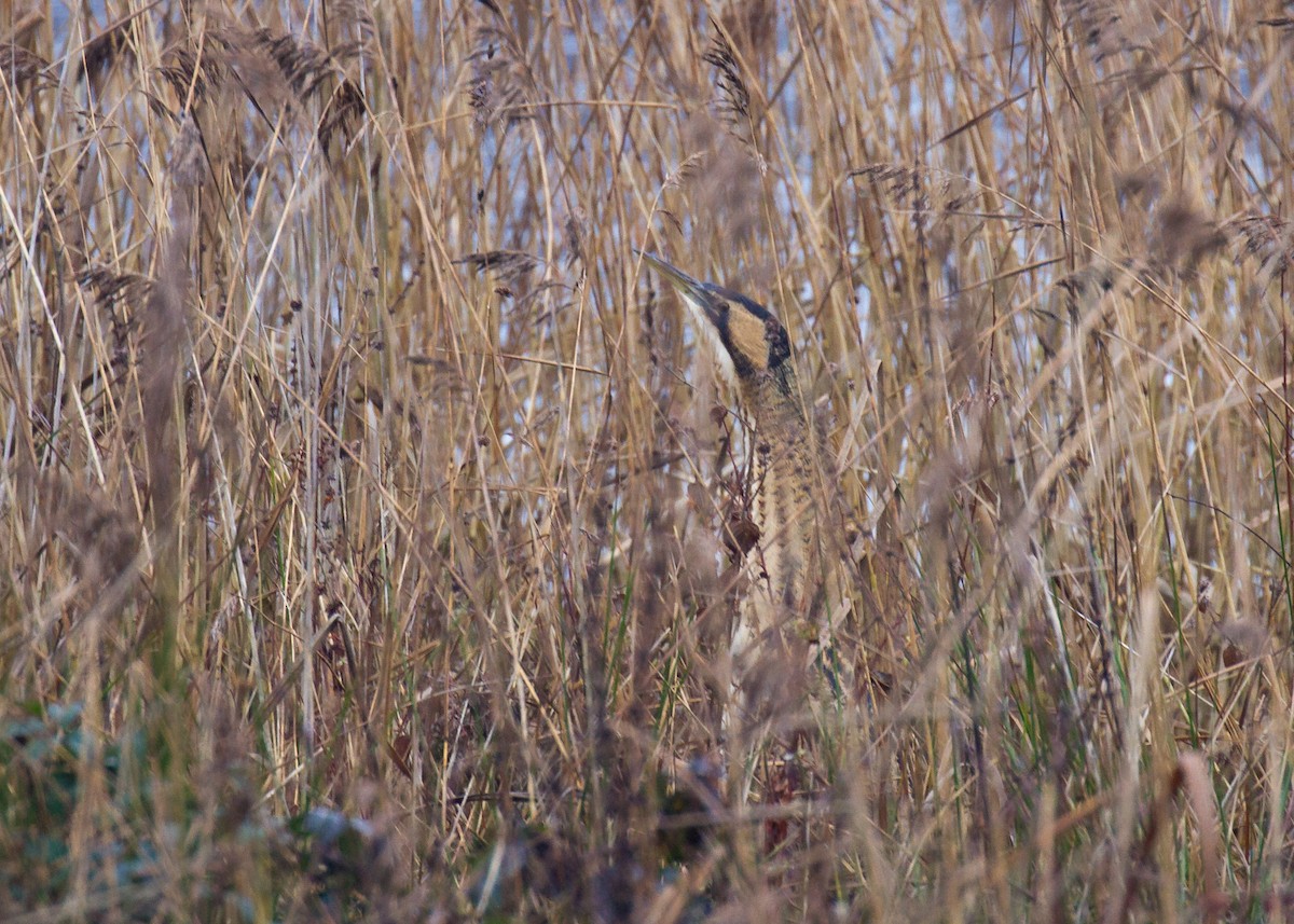 Eurasian Bittern - Ric Else