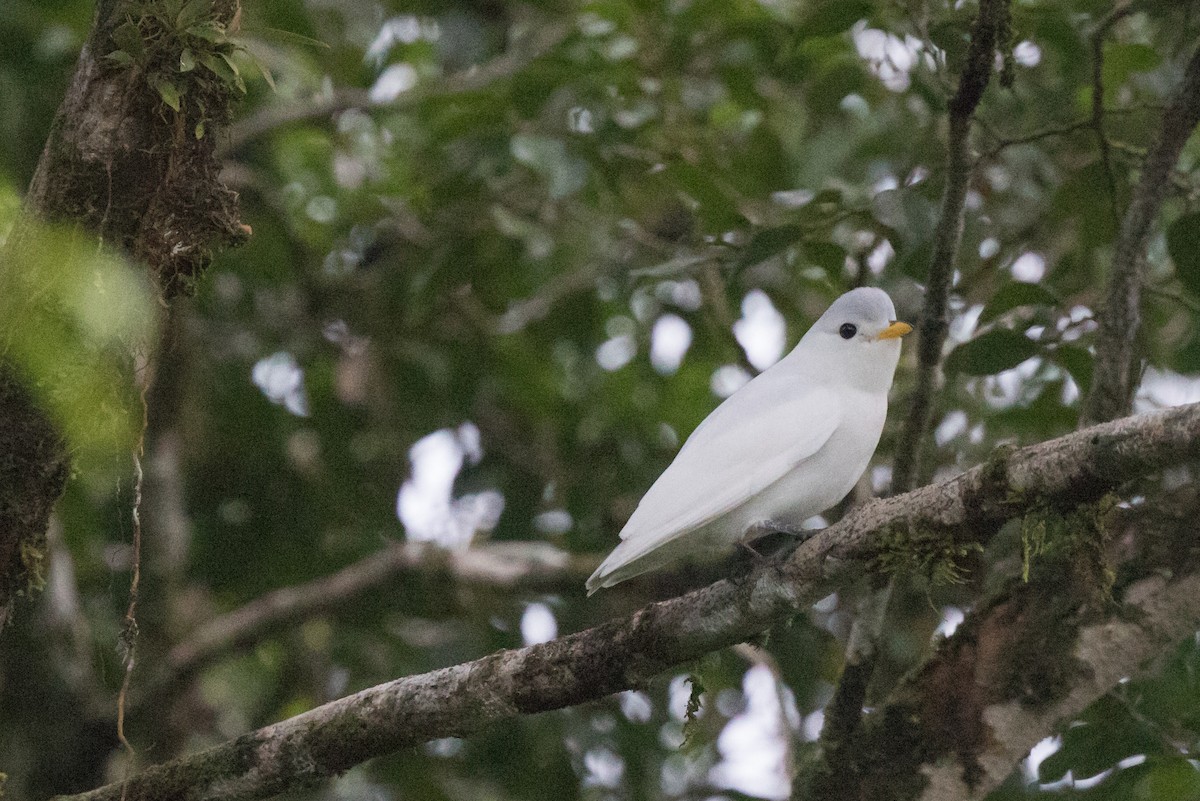 Yellow-billed Cotinga - Steve Kelling