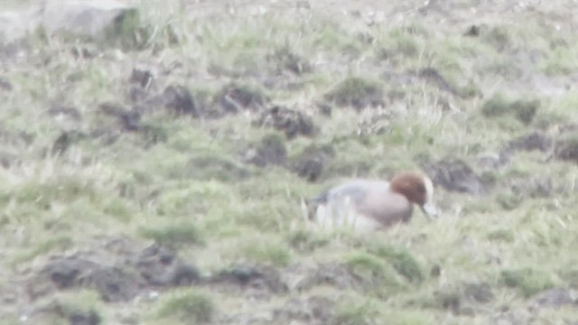 Eurasian Wigeon - ML428966591