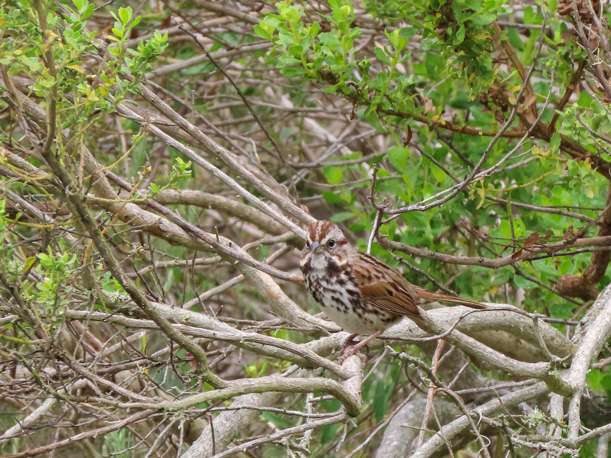 Song Sparrow - ML428966611