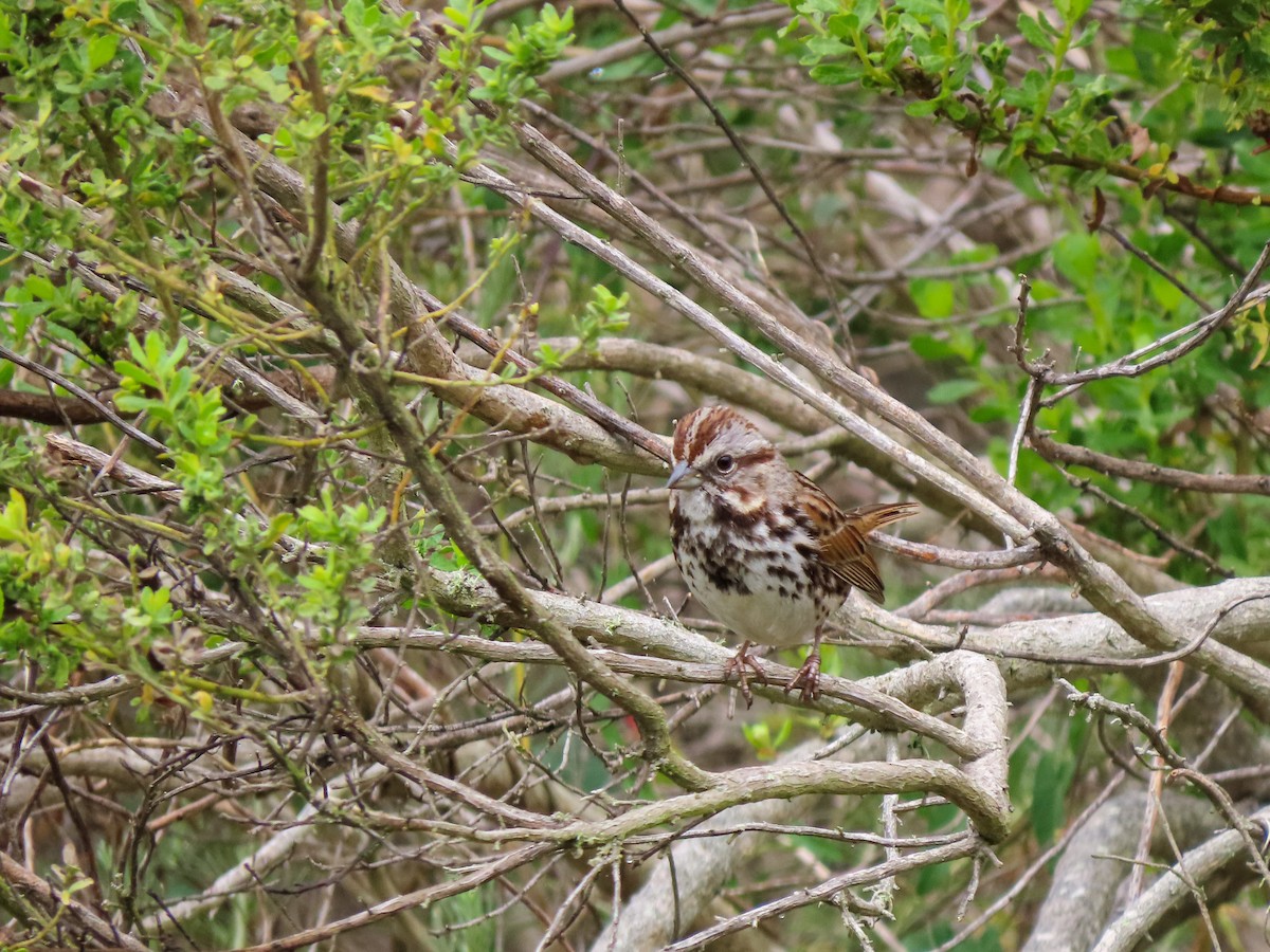 Song Sparrow - ML428966621
