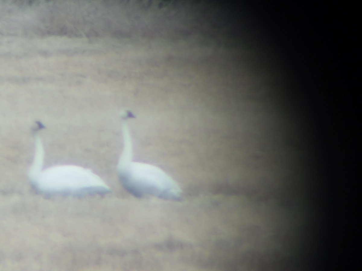 Tundra Swan - ML428966761