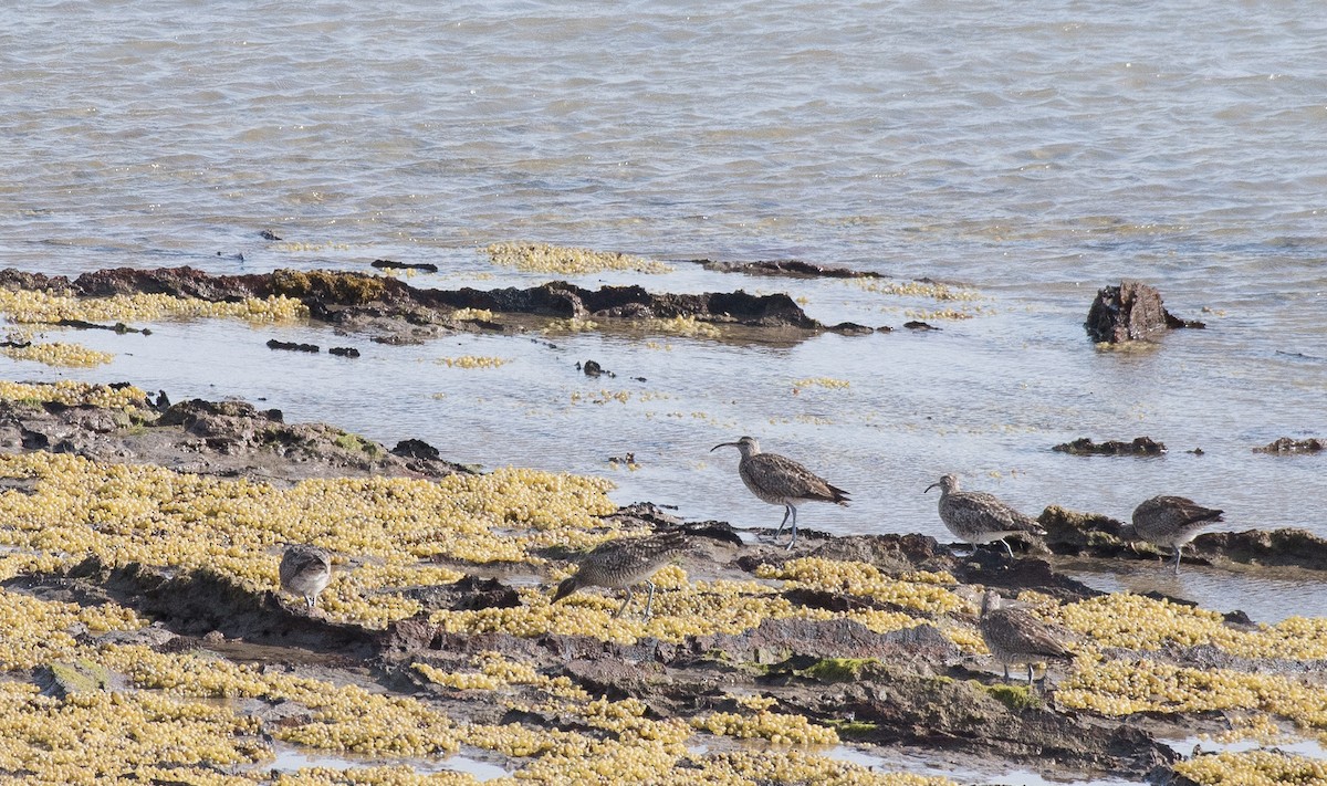 Whimbrel - John Daniels