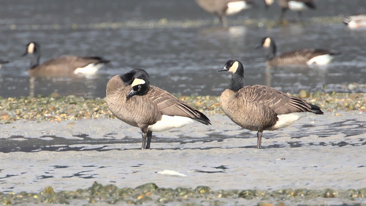 Cackling/Canada Goose - ML428971321