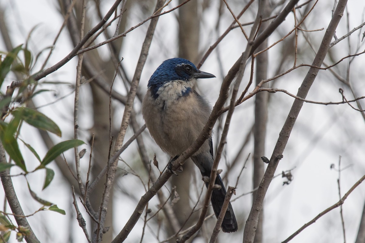 Island Scrub-Jay - ML428971391