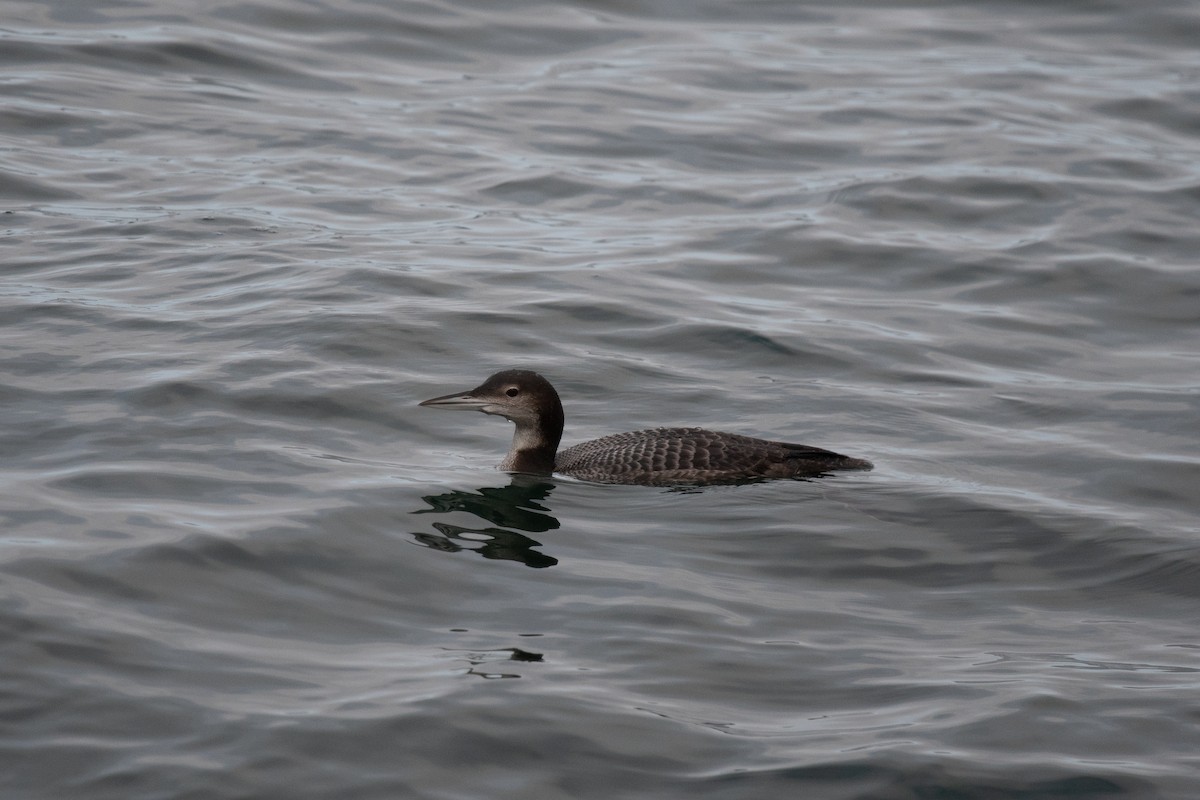 Plongeon huard - ML428971501