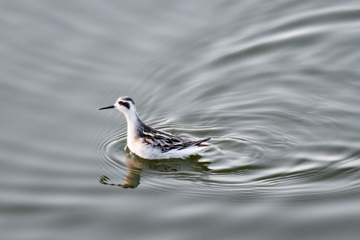 Red-necked Phalarope - ML428972031