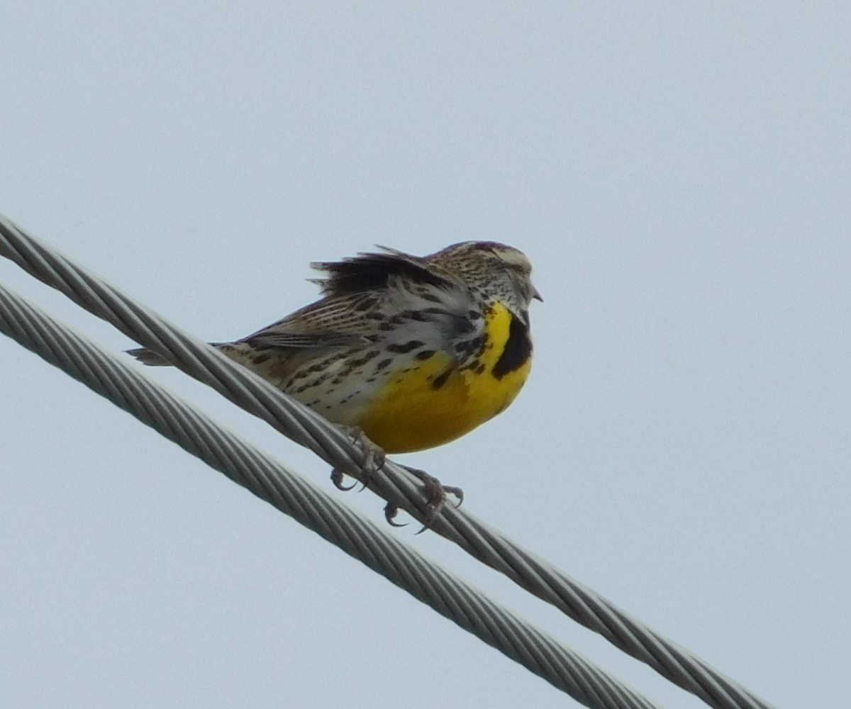 Western Meadowlark - ML428972251