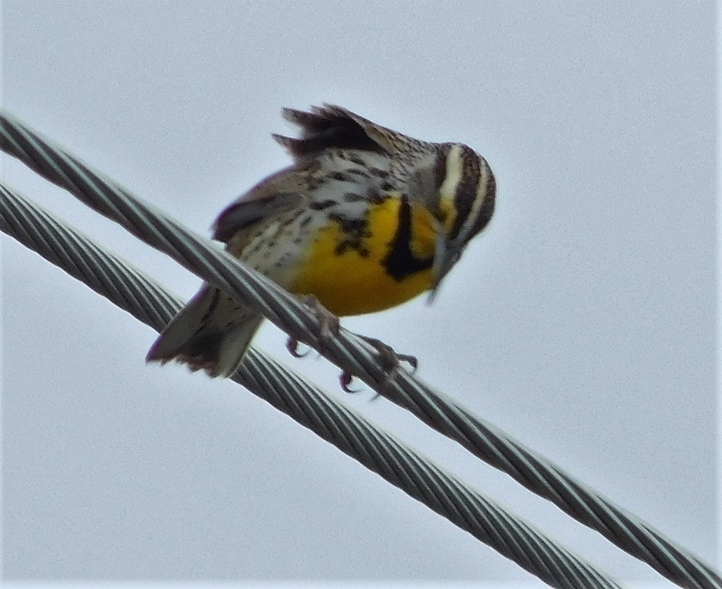 Western Meadowlark - ML428972321