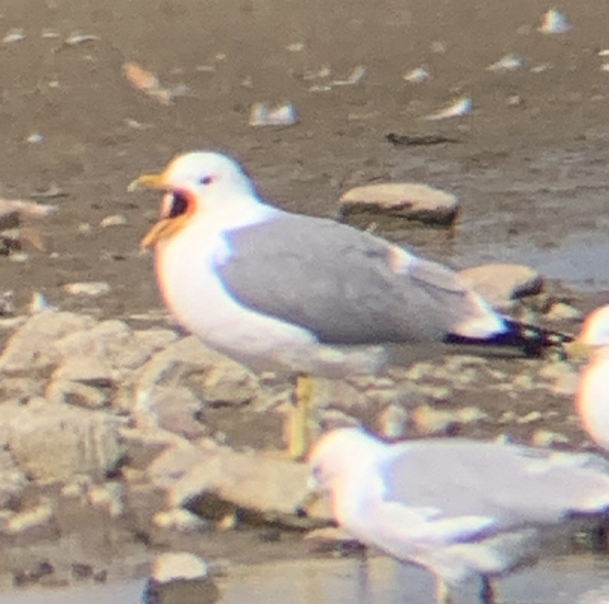 California Gull - Jake Shorty